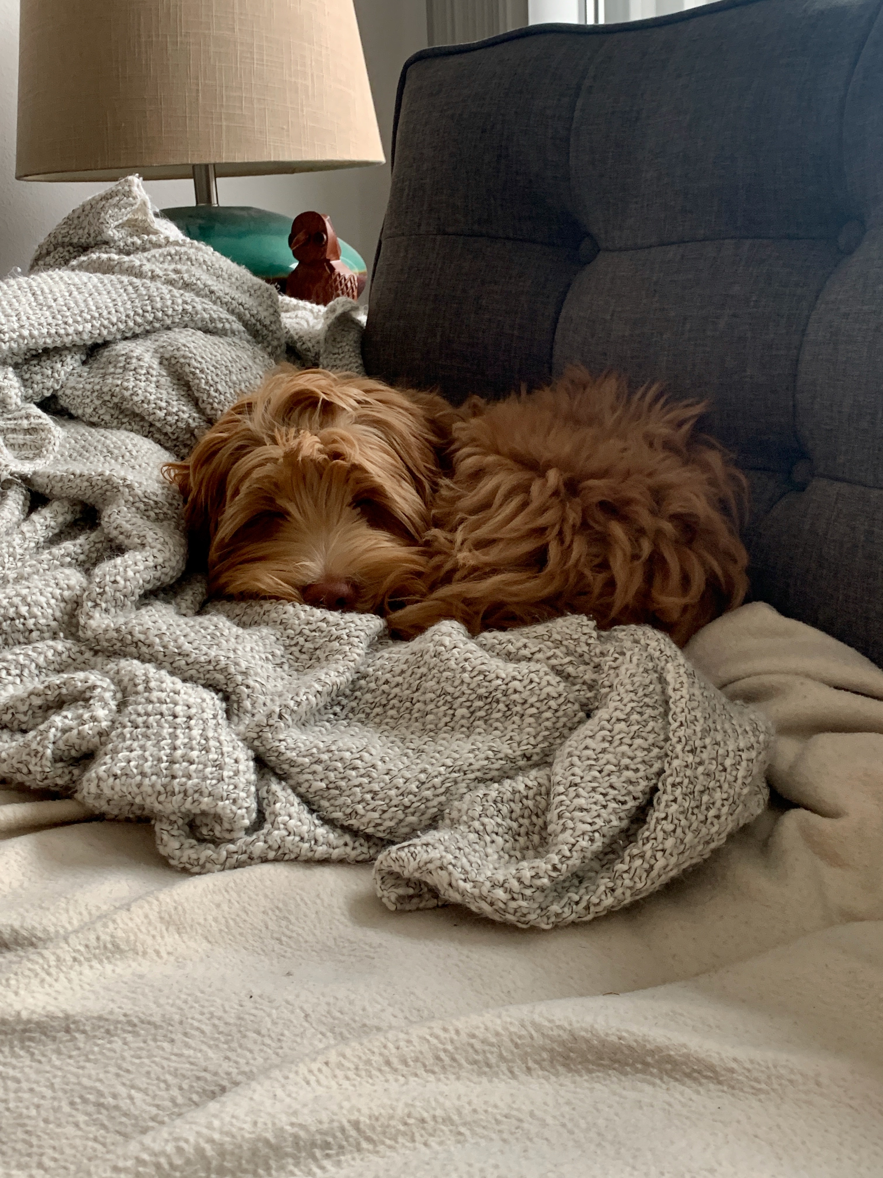 Baby Ollie in a blanket