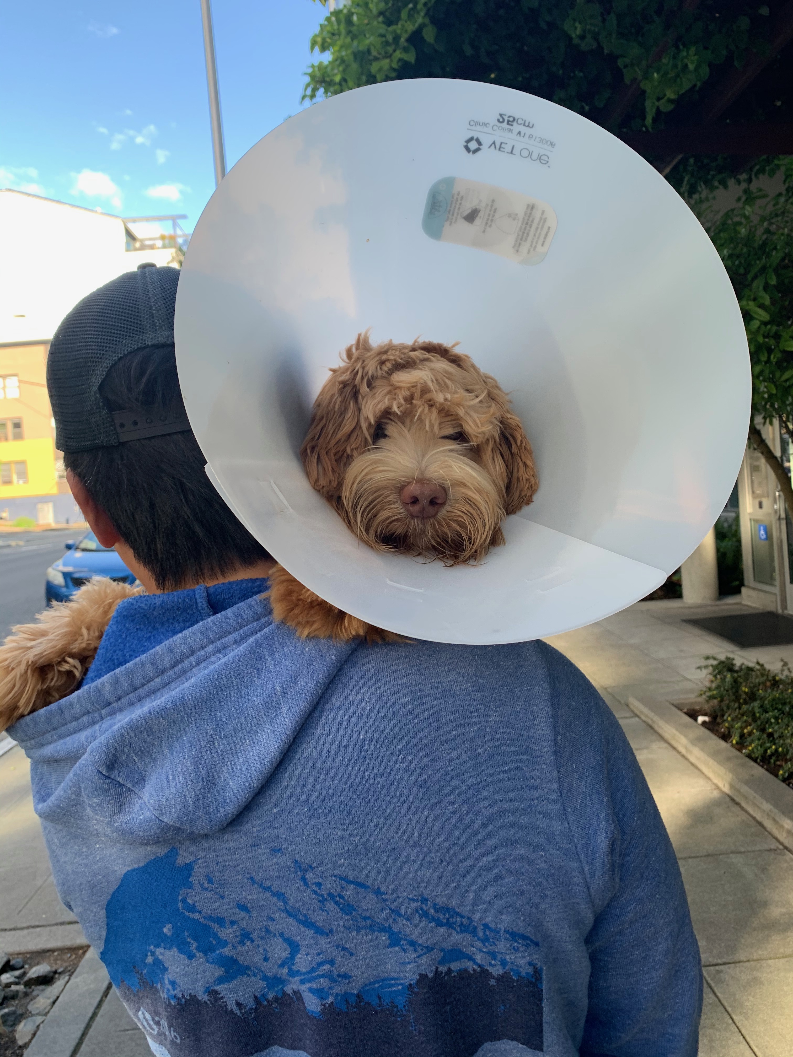Ollie's Cone of Shame