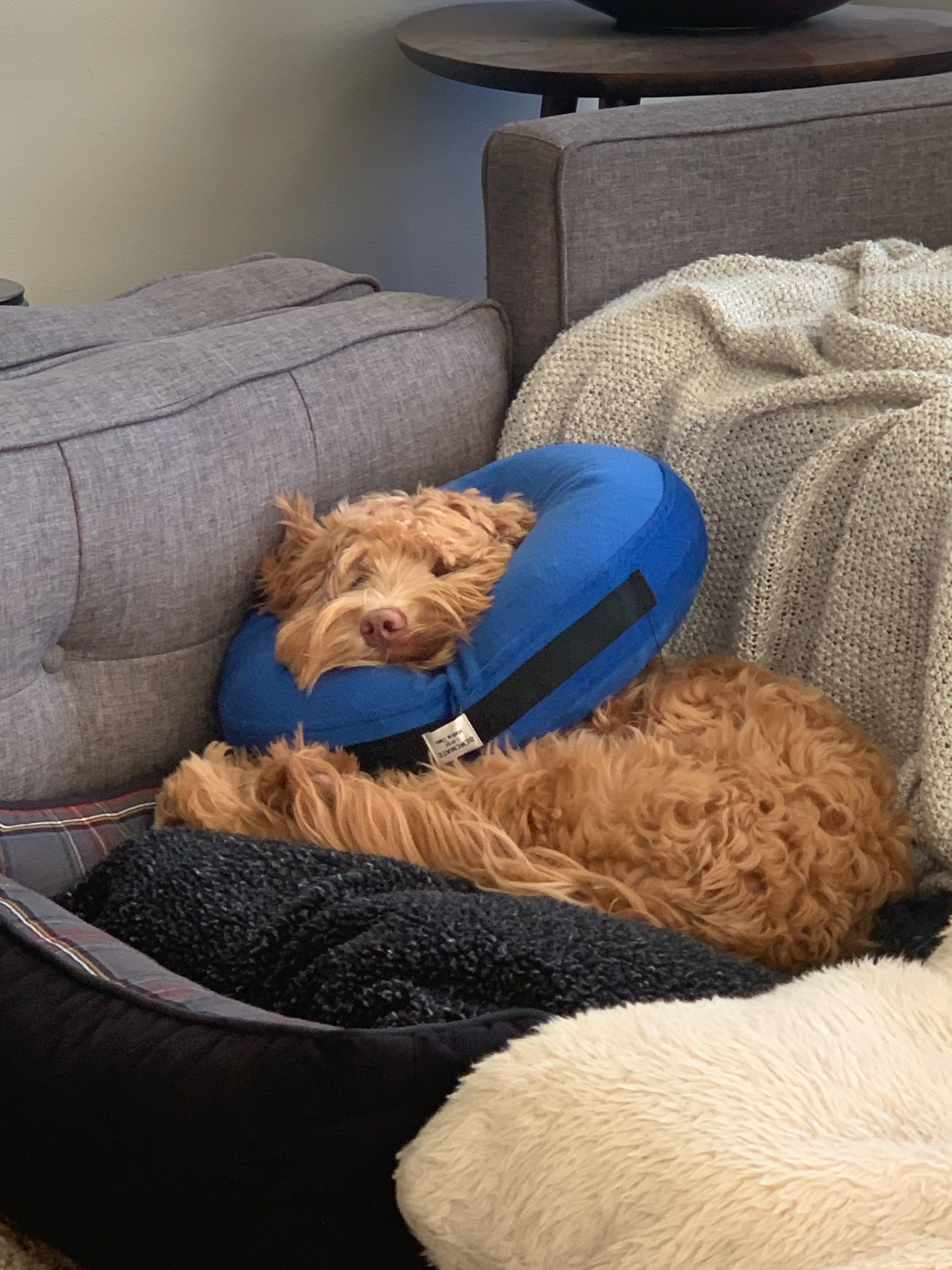 Ollie in his dignity donut