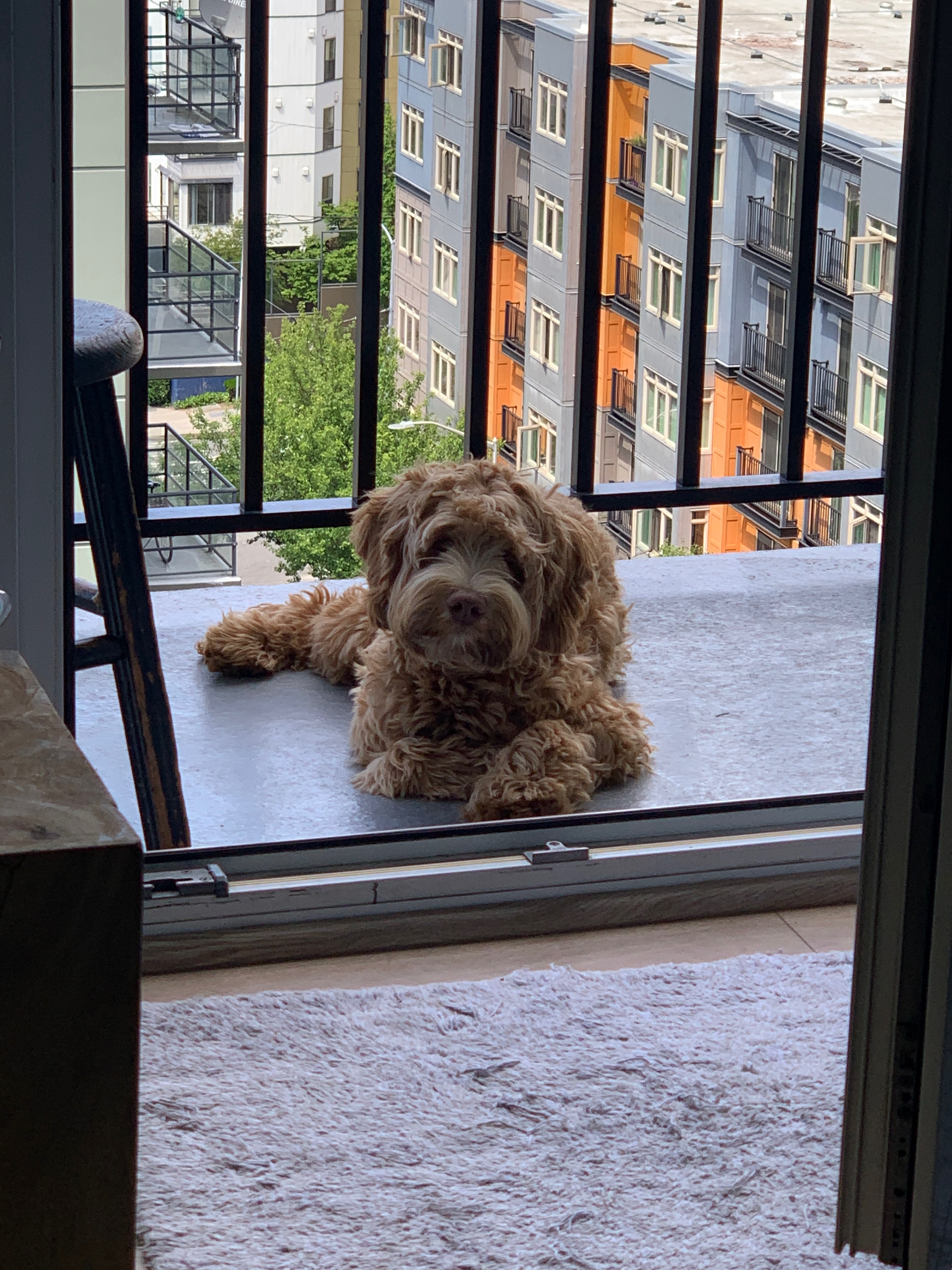 Ollie hanging out in the breeze