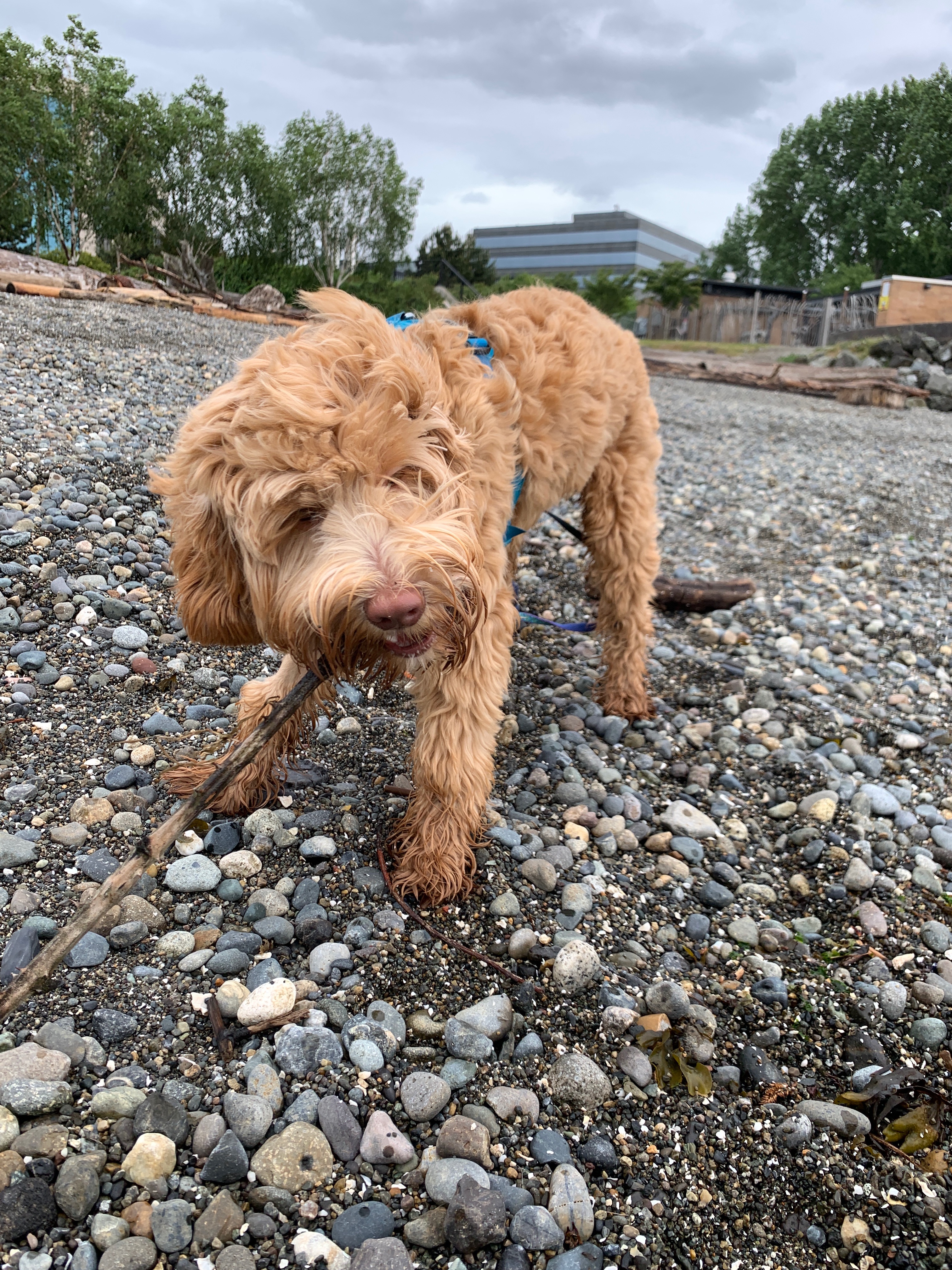 Ollie with a stick at the beach