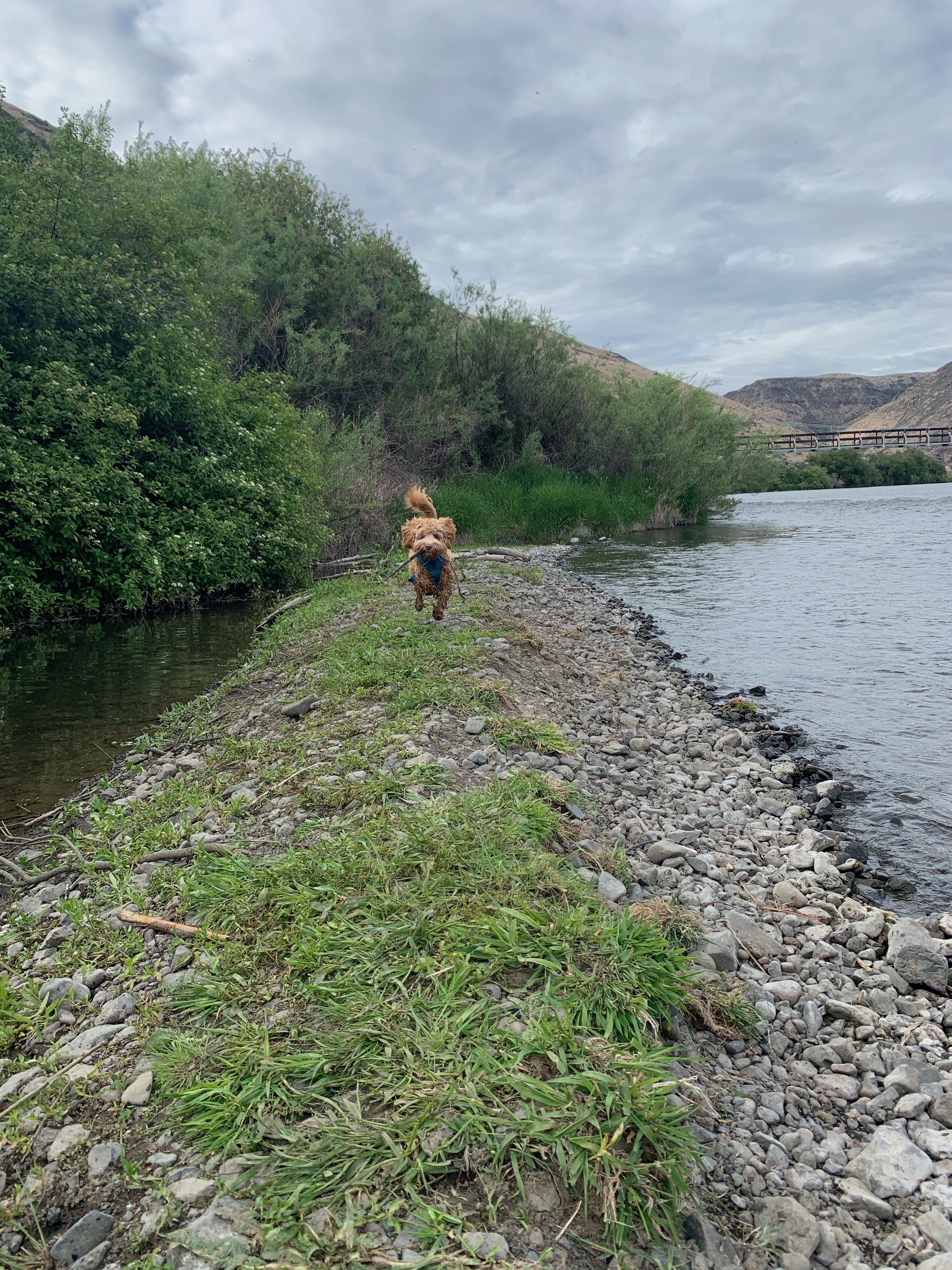 Ollie running on the beach with a stick