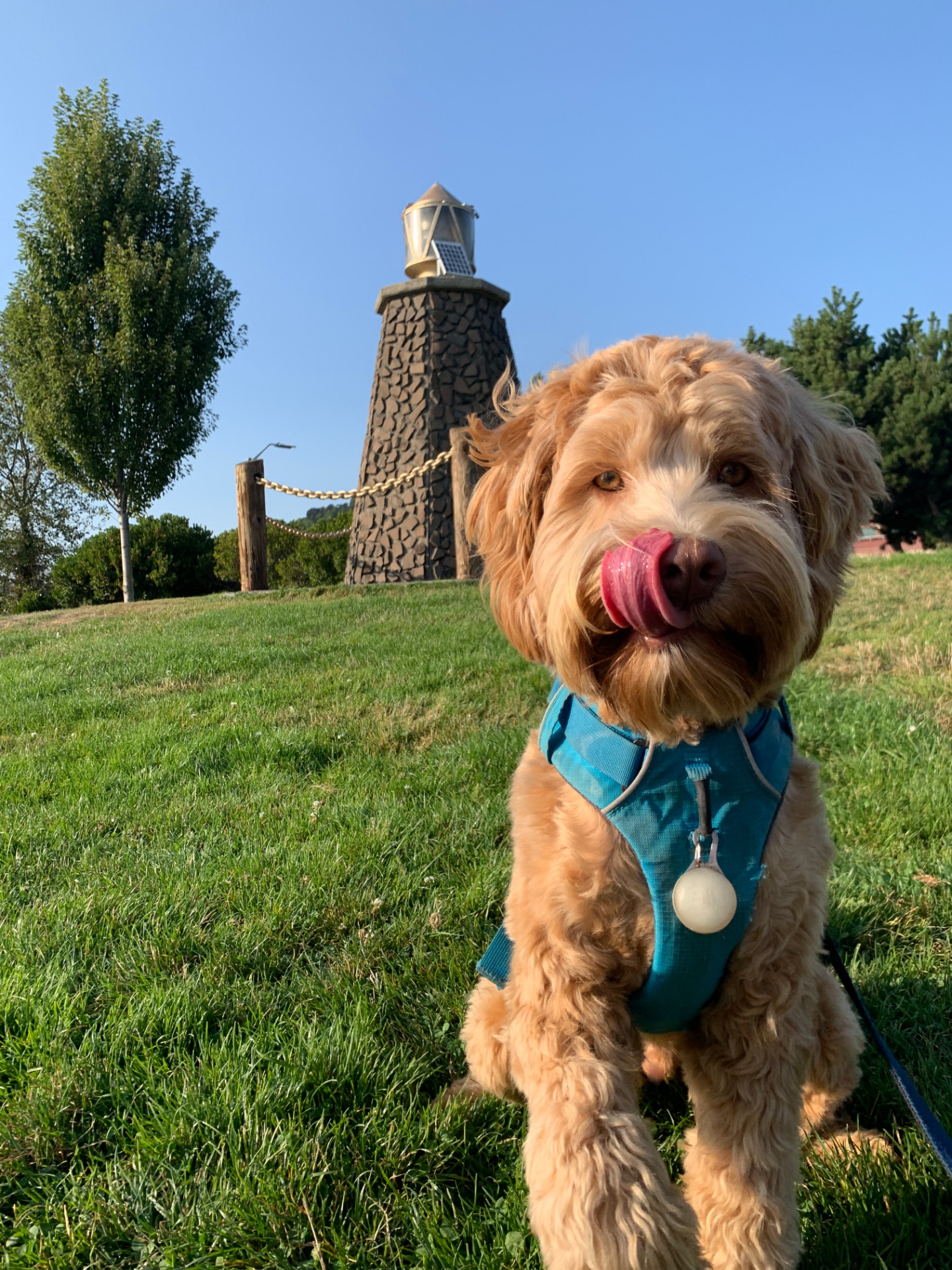 Ollie at the lighthouse