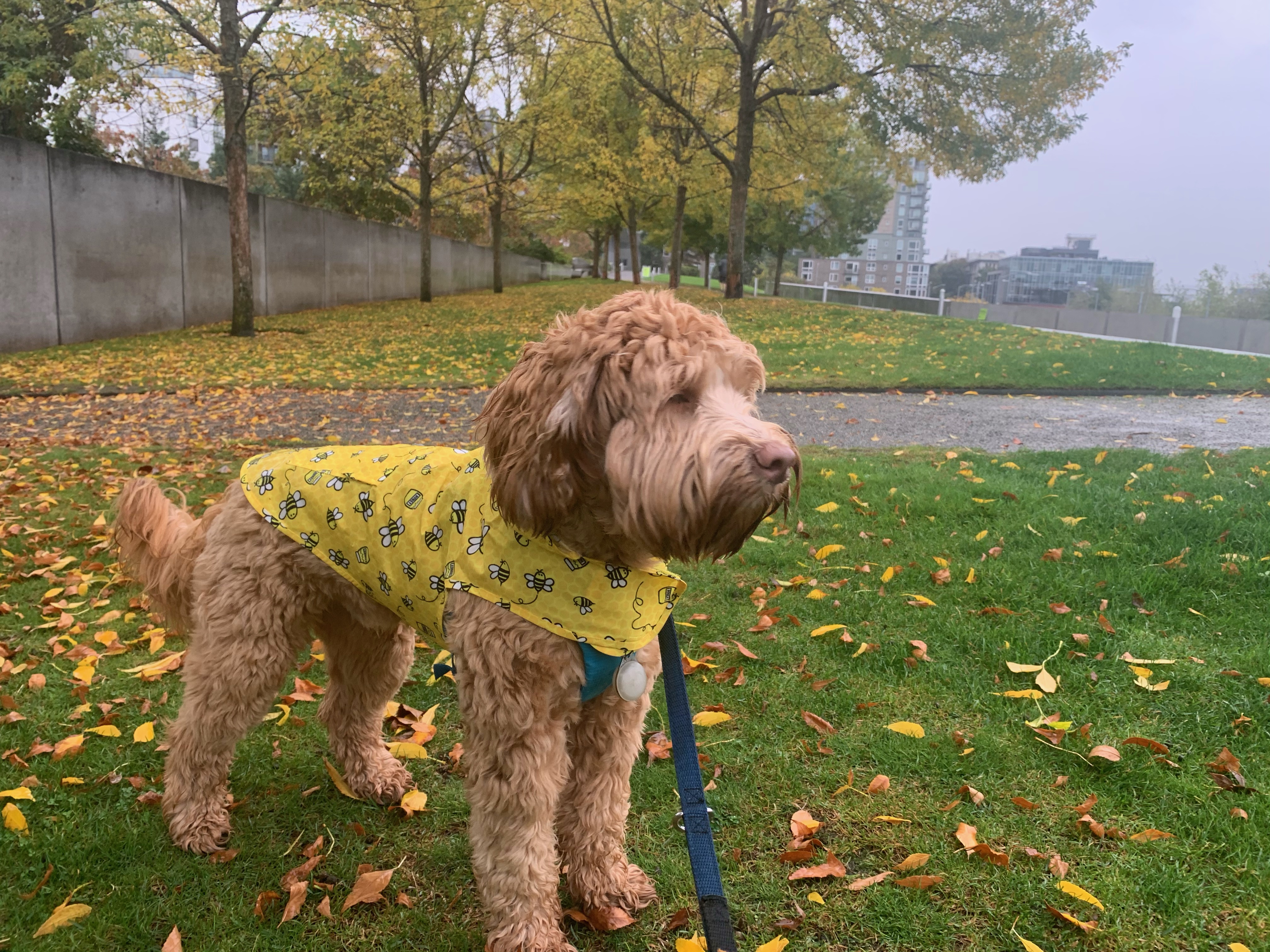 Ollie in his rain jacket